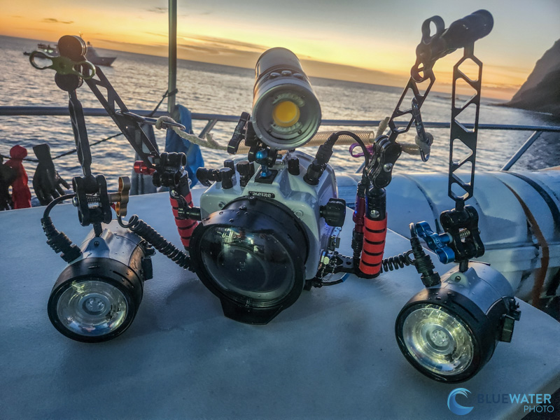 The Sony A1 II in the Field in Socorro, Mexico The Sony A1 II in the Field in Socorro, Mexico