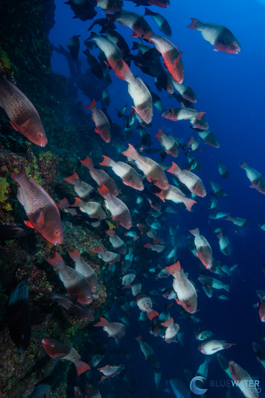 A school of parrotfish feed on the reef. Captured with the Sony A1 II in and Ikelite A1 II housing with dual Ikelite DS230 strobes. f/16, 1/160, ISO640 A school of parrotfish feed on the reef. Captured with the Sony A1 II in and Ikelite A1 II housing with dual Ikelite DS230 strobes. f/16, 1/160, ISO640
