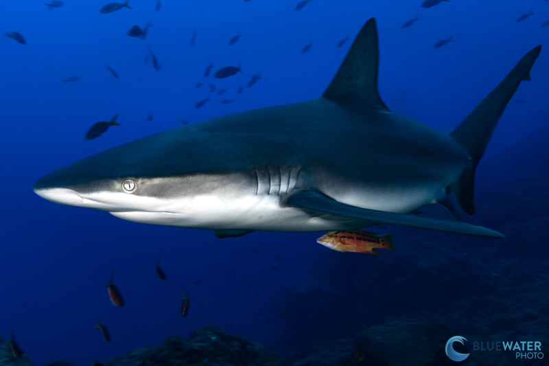 The Sony A1 II had no trouble quickly acquiring autofocus on passing sharks. f/14, 1/100, ISO 400 The Sony A1 II had no trouble quickly acquiring autofocus on passing sharks. f/14, 1/100, ISO 400