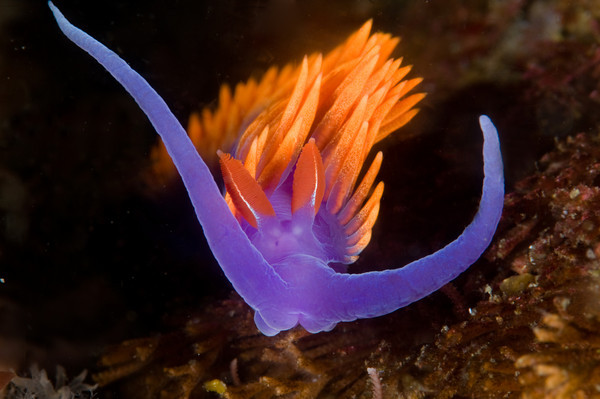 spanish shawl nudibranch, catalina island