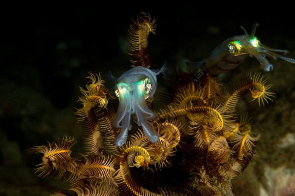 squid on a night dive, anilao