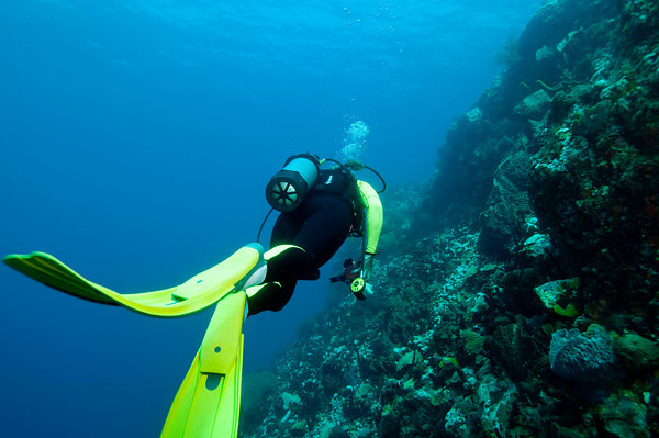 underwater reef at st vincent island