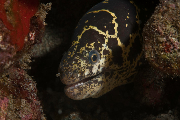 saint vincent marine life