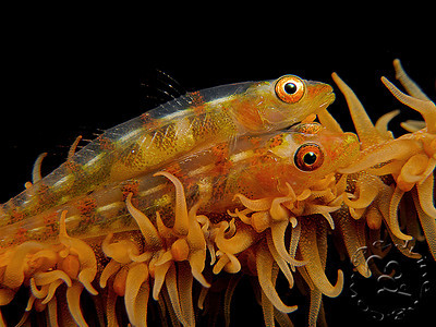 stacked_ucl165_lenses