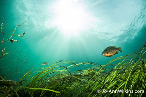 st lawrence river scuba diving