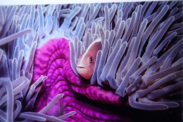 Subsee +10 at 70mm Sony RX100 IV review for underwater photography