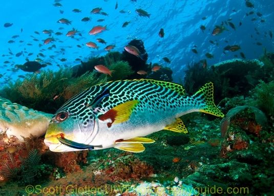 underwater behavior photography