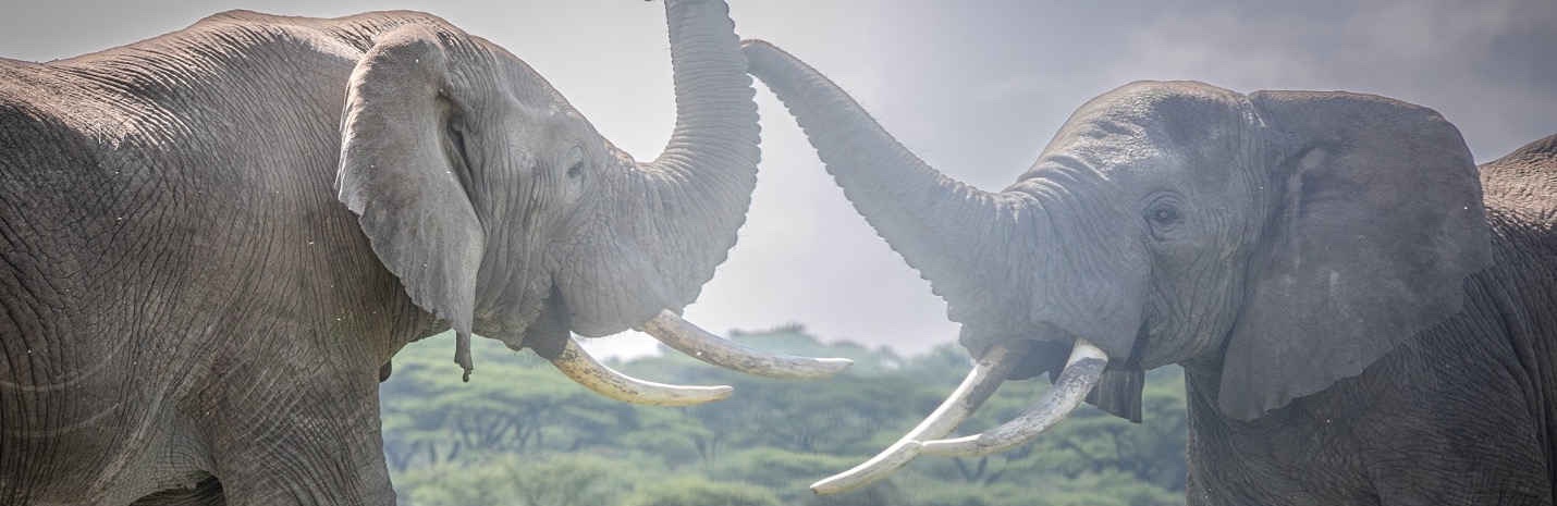 Tanzania Big Game Safari October 2025