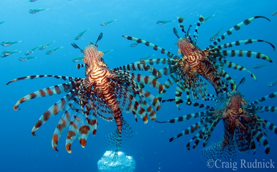 three lionfish at Raja Ampat
