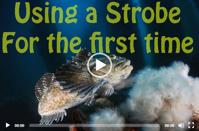 Using a Strobe for the First Time