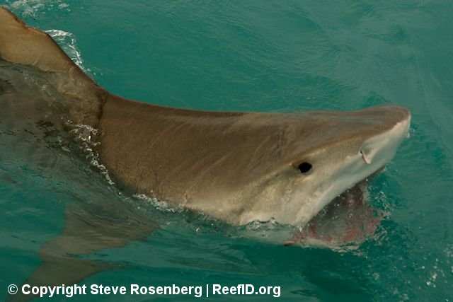 Return to Tiger Beach Tiger_Beach_ReefID_15