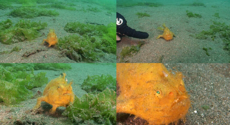 10 Tips for Shooting Underwater Video Tips you Need to Know when Shooting and Editing Video