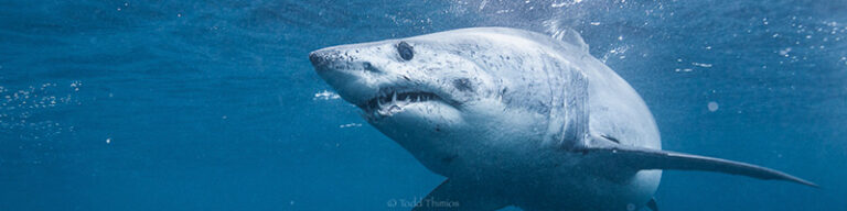 Capture Great Photos in Blue Water todd-thimios-blue-water-8