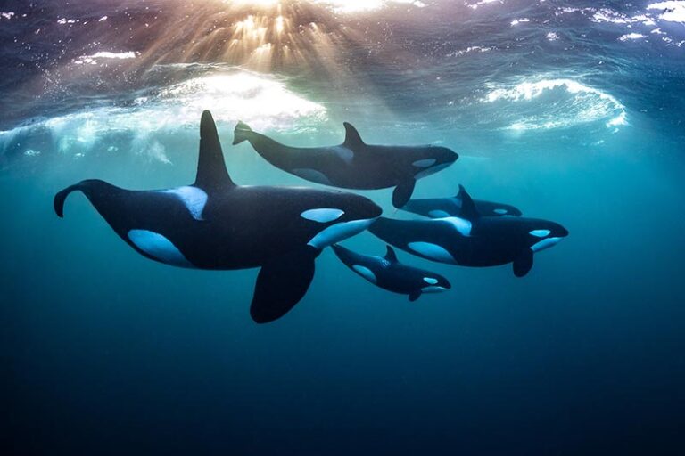 Freedive with Orcas in the Arctic Circle Todd_Thimios_Orcas_Norway