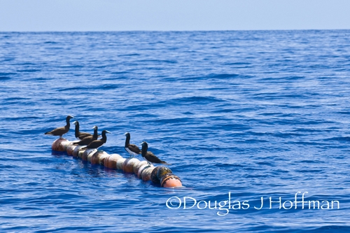 Tonga FAD Buoy