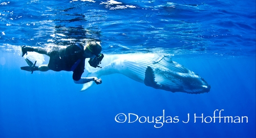 Tonga_WhaleSwimmer