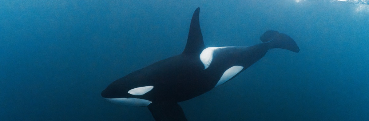 Mobula, Orca & Megafauna Adventure 2026