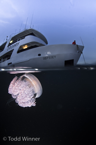 jellyfish underwaten in chuuk lagoon