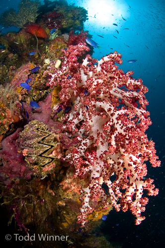 soft coral on a truk lagoon shipwreck