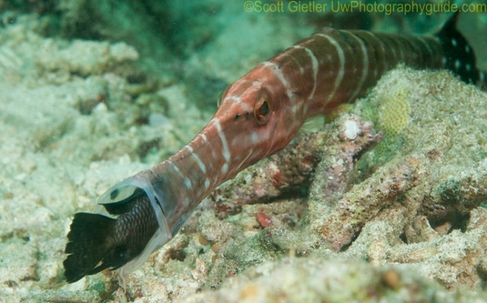 trumpetfish-feeding