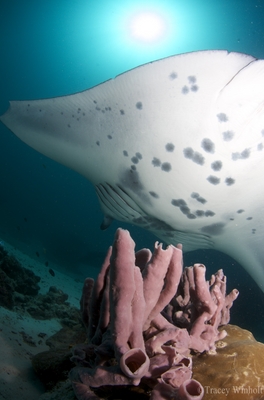 raja ampat mandy sandy underwater photos