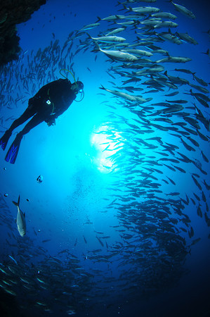 jacks underwater at twin rocks, anilao