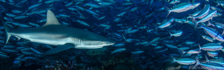 Underwater Photography Tips underwater-tips