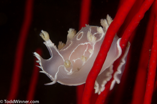 Lightroom 3 Adjustment Brush Unedited