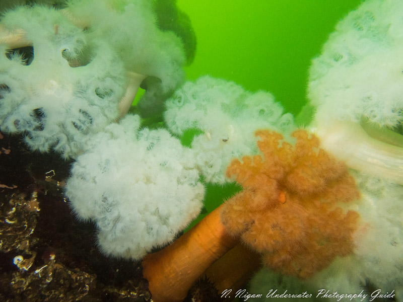 Field of View Without UWL 400F Lens Field of View Without UWL 400F Lens