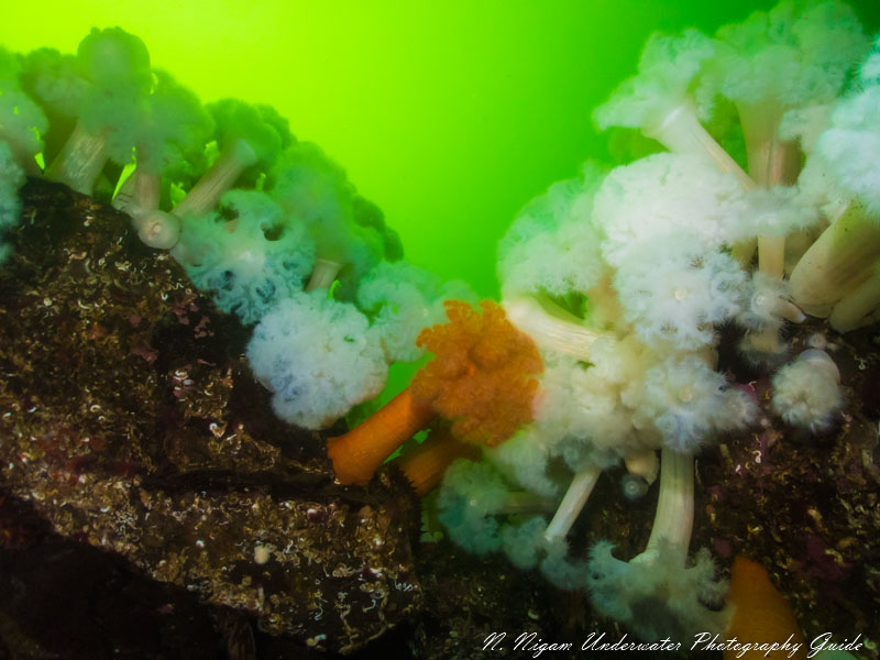 120 Degree Field of View WITH UWL-400F Lens 120 Degree Field of View WITH UWL-400F Lens