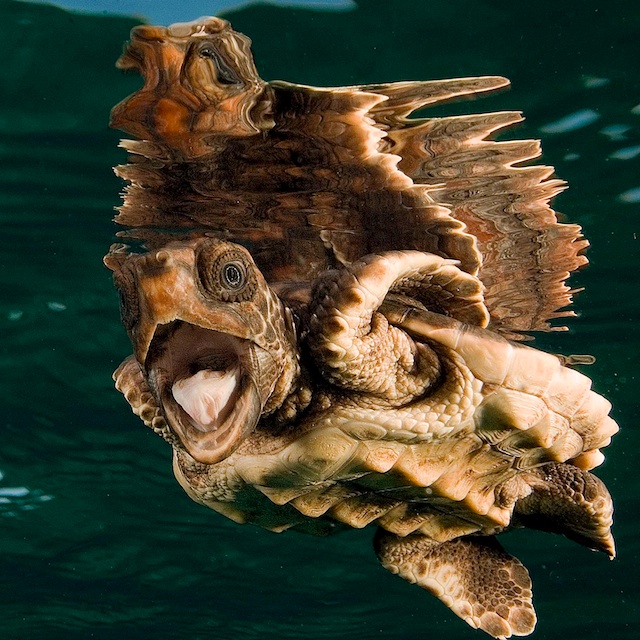 Featured Artist: Steve Rosenberg UWPhotoGuideImages- Steve_Rosenberg ©2011