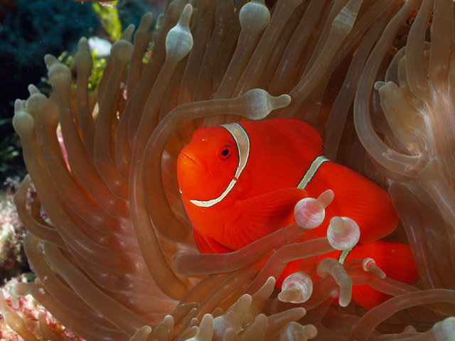 waka-anemonefish-jlyle