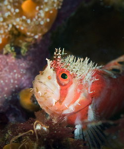 mosshead warbonnet fish