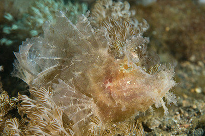 Rhinopia frondosa, weedy rhinopia