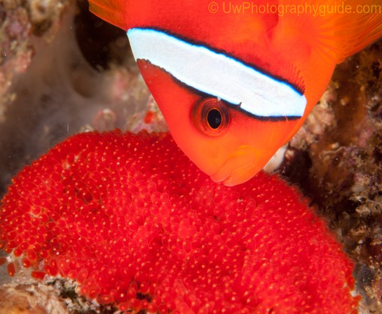 Anilao Shootout Winners 2011 wendy-nemo-eggs