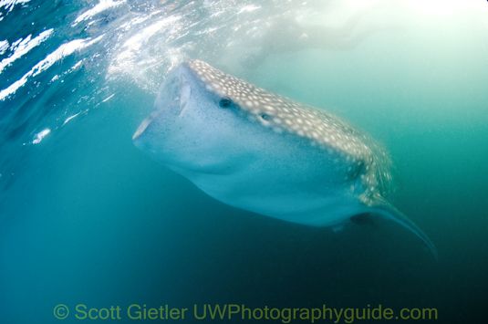 whale shark feeding