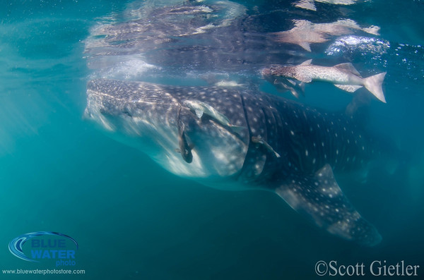 whale_shark_scott