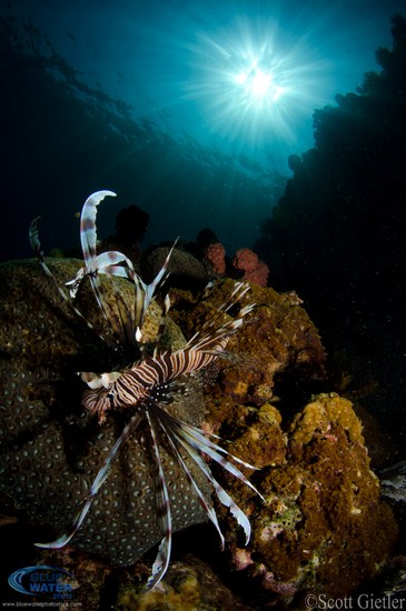 photographing sunbursts sunbeams underwater