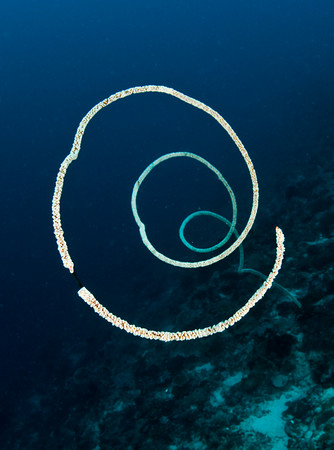 wire coral, nusa penida
