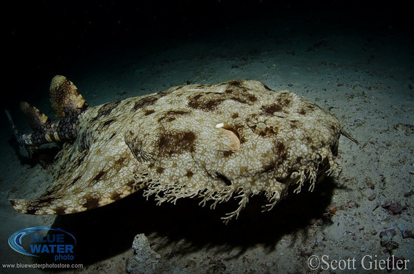 wobbegong shark raja ampat