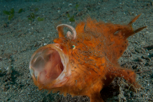 The Hunt For The Pink Frogfish Yawning pink froggy sm