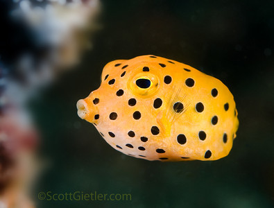 yellow boxfish, bali