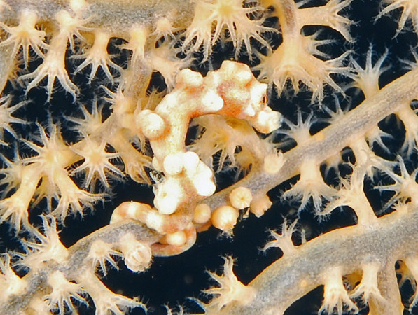 yellow pygmy seahorse