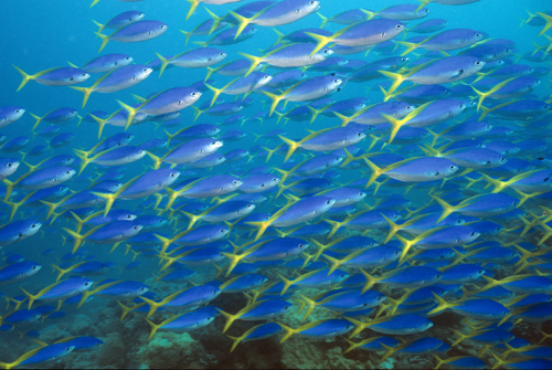 Yellowtail fusiliers