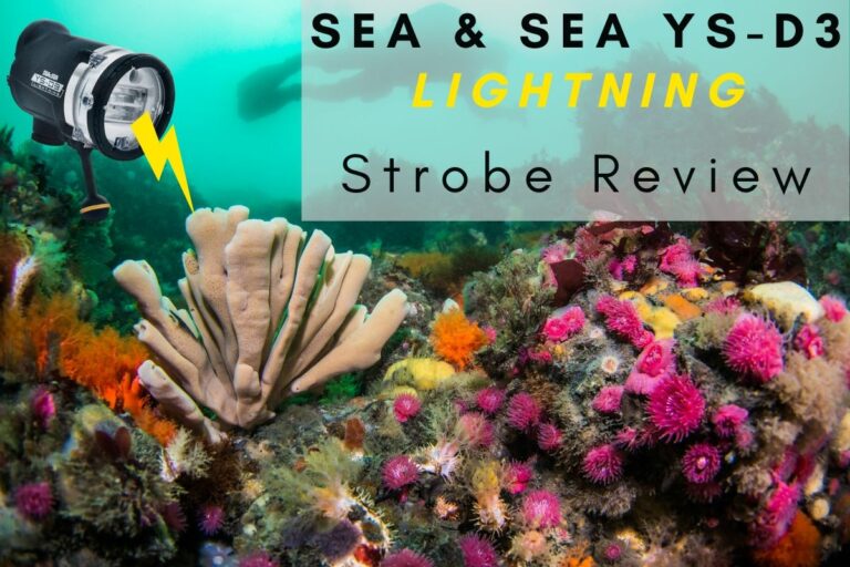 Sea & Sea YS-D3 Strobe Review ys-d3 graphic