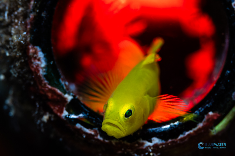 A Yellow Goby in a bottle photographed with the Nikon Z50 II camera, Nikon Z105mm macro lens, and the Ikelite Z50 II housing. The animal eye autofocus was effective and effortlessly tracked the goby's eye as it moved around the frame. f/16, 1/125 ISO 500. A Yellow Goby in a bottle photographed with the Nikon Z50 II camera, Nikon Z105mm macro lens, and the Ikelite Z50 II housing. The animal eye autofocus was effective and effortlessly tracked the goby's eye as it moved around the frame. f/16, 1/125 ISO 500.