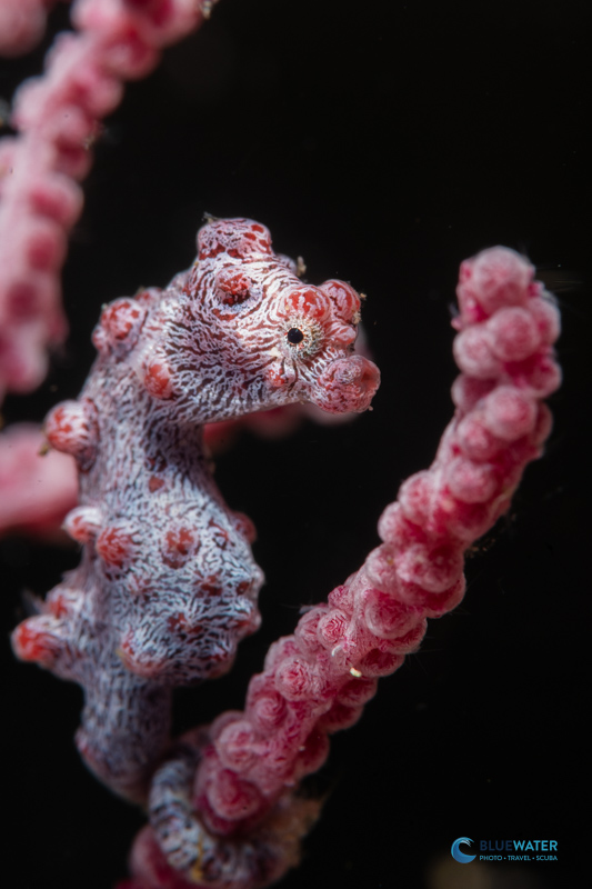 A pygmy seahorse photographed with the Nikon Z50 II, Nikon Z 105mm macro, and a Kraken +13 macro lens. 1/200, f/29, ISO 250 A pygmy seahorse photographed with the Nikon Z50 II, Nikon Z 105mm macro, and a Kraken +13 macro lens. 1/200, f/29, ISO 250