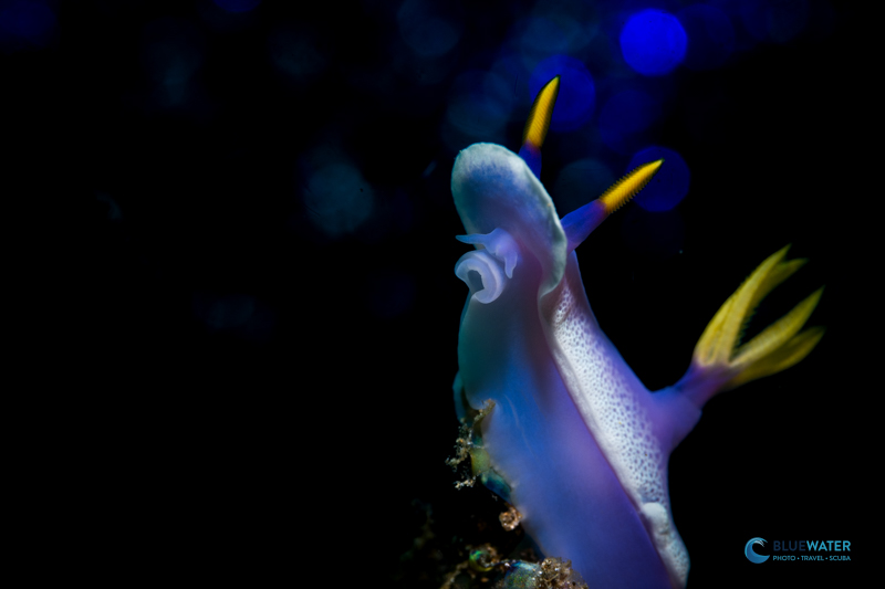 A backlit shot of a nudibranch using steel wool captured with the Nikon Z50 II A backlit shot of a nudibranch using steel wool captured with the Nikon Z50 II