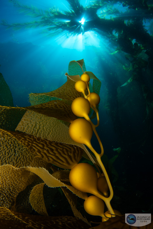 A kelp forest scene with high dynamic range captured with the Nikon z6 III in an Ikelite housing with the Canon 8-15mm fisheye lens. f/16, 1/160, ISO 100 Nikon Z6 III underwater review
