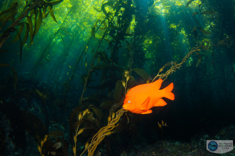 The Nikon Z6 III was able to capture both the light rays in these scene and details in the shadows under a thick canopy of kelp. Shot with an Ikelite Z6 III housing. 1/30, ISO 100, f/13 The Nikon Z6 III was able to capture both the light rays in these scene and details in the shadows under a thick canopy of kelp. Shot with an Ikelite Z6 III housing. 1/30, ISO 100, f/13